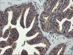 VBP1 Monoclonal Antibody (OTI2C2), TrueMAB , OriGene 100 &mu;L; Unconjugated:Antibodies,