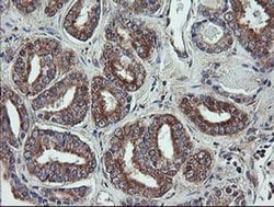 VBP1 Monoclonal Antibody (OTI2C2), TrueMAB , OriGene 100 &mu;L; Unconjugated:Antibodies,