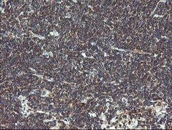 VBP1 Monoclonal Antibody (OTI2C2), TrueMAB , OriGene 100 &mu;L; Unconjugated:Antibodies,