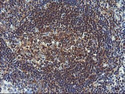 VBP1 Monoclonal Antibody (OTI2C2), TrueMAB , OriGene 100 &mu;L; Unconjugated:Antibodies,