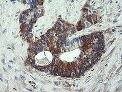 VBP1 Monoclonal Antibody (OTI2C2), TrueMAB , OriGene 100 &mu;L; Unconjugated:Antibodies,