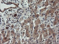 VBP1 Monoclonal Antibody (OTI2C2), TrueMAB , OriGene 100 &mu;L; Unconjugated:Antibodies,