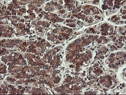 VBP1 Monoclonal Antibody (OTI2C2), TrueMAB , OriGene 100 &mu;L; Unconjugated:Antibodies,
