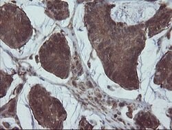 VBP1 Mouse anti-Canine, Human, Mouse, Rat, Clone: OTI2B12, lyophilized,