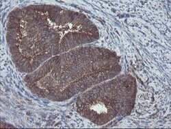 VBP1 Mouse anti-Canine, Human, Mouse, Rat, Clone: OTI2B12, lyophilized,