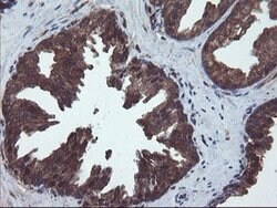 VBP1 Mouse anti-Canine, Human, Mouse, Rat, Clone: OTI2B12, lyophilized,