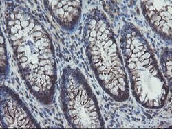 VBP1 Mouse anti-Canine, Human, Mouse, Rat, Clone: OTI2B12, lyophilized,