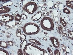 VBP1 Mouse anti-Canine, Human, Mouse, Rat, Clone: OTI2B12, lyophilized,