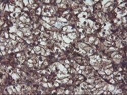 VBP1 Mouse anti-Canine, Human, Mouse, Rat, Clone: OTI2B12, lyophilized,
