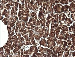 VBP1 Monoclonal Antibody (OTI2G2), TrueMAB , OriGene 30 &mu;L; Unconjugated:Antibodies,