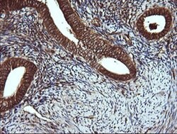 VBP1 Monoclonal Antibody (OTI2G2), TrueMAB , OriGene 30 &mu;L; Unconjugated:Antibodies,