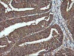 VBP1 Monoclonal Antibody (OTI2G2), TrueMAB , OriGene 30 &mu;L; Unconjugated:Antibodies,