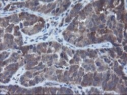 VBP1 Monoclonal Antibody (OTI1G3), TrueMAB , OriGene 30 &mu;L; Unconjugated:Antibodies,