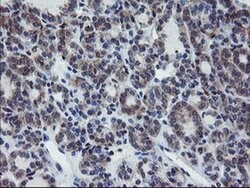 VBP1 Monoclonal Antibody (OTI1G3), TrueMAB , OriGene 30 &mu;L; Unconjugated:Antibodies,