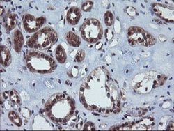 VBP1 Monoclonal Antibody (OTI1G3), TrueMAB , OriGene 30 &mu;L; Unconjugated:Antibodies,