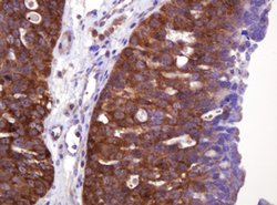 VBP1 Mouse anti-Human, Clone: OTI1H5, lyophilized, TrueMAB 100 &mu;g; Unconjugated:Antibodies,