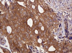VBP1 Mouse anti-Human, Clone: OTI1H5, lyophilized, TrueMAB 100 &mu;g; Unconjugated:Antibodies,