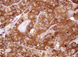 VBP1 Mouse anti-Human, Clone: OTI1H5, lyophilized, TrueMAB 100 &mu;g; Unconjugated:Antibodies,
