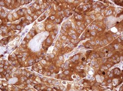 VBP1 Monoclonal Antibody (OTI1H5), TrueMAB , OriGene 30 &mu;L | Buy Online | Origene Technologies | Fisher Scientific