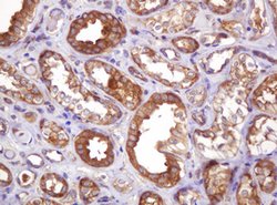 VBP1 Mouse anti-Human, Clone: OTI1H5, lyophilized, TrueMAB 100 &mu;g; Unconjugated:Antibodies,