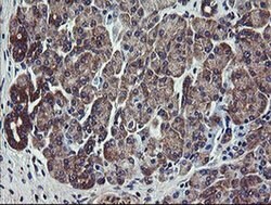 VBP1 Monoclonal Antibody (OTI2F2), TrueMAB , OriGene 30 &mu;L; Unconjugated:Antibodies,