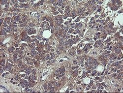 VBP1 Monoclonal Antibody (OTI2F2), TrueMAB , OriGene 30 &mu;L; Unconjugated:Antibodies,