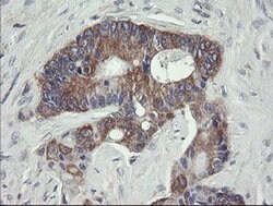 VBP1 Monoclonal Antibody (OTI2F2), TrueMAB , OriGene 30 &mu;L; Unconjugated:Antibodies,