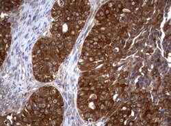 VBP1 Mouse anti-Human, Clone: UMAB75, liquid, UltraMAB 30 &mu;L; Unconjugated:Antibodies,