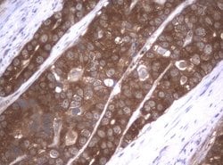 VBP1 Mouse anti-Human, Clone: UMAB75, liquid, UltraMAB 30 &mu;L; Unconjugated:Antibodies,