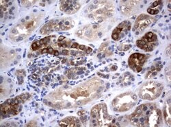 VBP1 Mouse anti-Human, Clone: UMAB75, liquid, UltraMAB 30 &mu;L; Unconjugated:Antibodies,