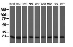 VBP1 Mouse anti-Canine, Human, Mouse, Rat, Clone: OTI1A5, lyophilized,