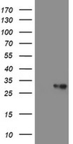 VBP1 Mouse anti-Canine, Human, Mouse, Rat, Clone: OTI2A3, liquid, TrueMAB