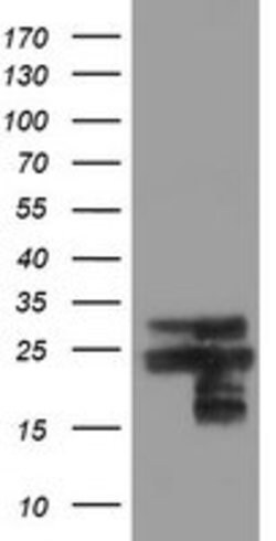 VBP1 Mouse anti-Canine, Human, Mouse, Rat, Clone: OTI2B12, lyophilized,
