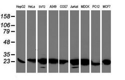 VBP1 Mouse anti-Canine, Human, Mouse, Rat, Clone: OTI2B12, lyophilized,