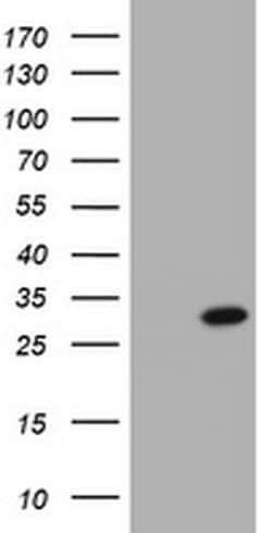 VBP1 Monoclonal Antibody (OTI1H5), TrueMAB , OriGene 30 &mu;L | Buy Online | Origene Technologies | Fisher Scientific