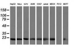 VBP1 Monoclonal Antibody (OTI2F2), TrueMAB , OriGene 30 &mu;L; Unconjugated:Antibodies,