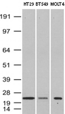 VBP1 Mouse anti-Human, Clone: UMAB75, liquid, UltraMAB 30 &mu;L; Unconjugated:Antibodies,