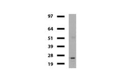VBP1 Mouse anti-Human, Clone: UMAB75, liquid, UltraMAB 30 &mu;L; Unconjugated:Antibodies,