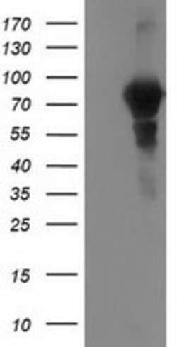 VCAM1 Mouse anti-Canine, Human, Clone: OTI4A10, lyophilized, TrueMAB 100