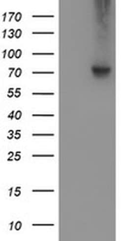 VCAM1 Monoclonal Antibody (OTI3G7), TrueMAB , OriGene 100 &mu;L; Unconjugated:Antibodies,