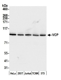 VCP Rabbit anti-Human, Mouse, Polyclonal, Bethyl Laboratories 100 &mu;L;