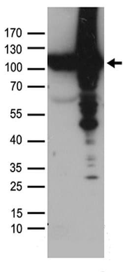 VCP Polyclonal Antibody, OriGene:Antibodies:Primary Antibodies