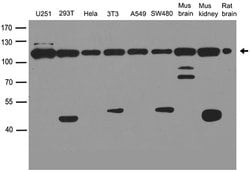 VCP Polyclonal Antibody, OriGene:Antibodies:Primary Antibodies