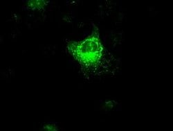 VEGF Mouse anti-Human, Clone: OTI4E3, lyophilized, TrueMAB 100 &mu;g; Unconjugated:Antibodies,