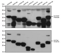VEGF Mouse anti-Human, Clone: OTI2F7, lyophilized, TrueMAB 100 &mu;g; Unconjugated:Antibodies,