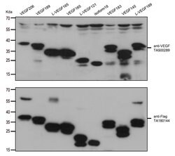 VEGF Mouse anti-Human, Clone: OTI4E3, lyophilized, TrueMAB 100 &mu;g; Unconjugated:Antibodies,