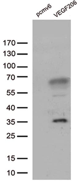 VEGF Monoclonal Antibody (OTI2B9), TrueMAB , OriGene 100 &mu;L; Unconjugated:Antibodies,