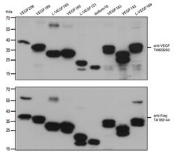 VEGF Monoclonal Antibody (OTI1A6), TrueMAB , OriGene 100 &mu;L; Unconjugated:Antibodies,