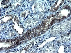 VEGFB Mouse anti-Human, Clone: OTI2C4, lyophilized, TrueMAB 100 &mu;g;