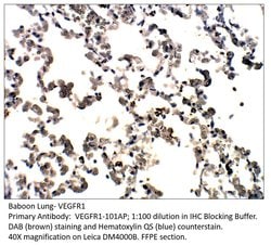 VEGFR1 Rabbit anti-Human, Non-human Primate, Polyclonal, FabGennix 200